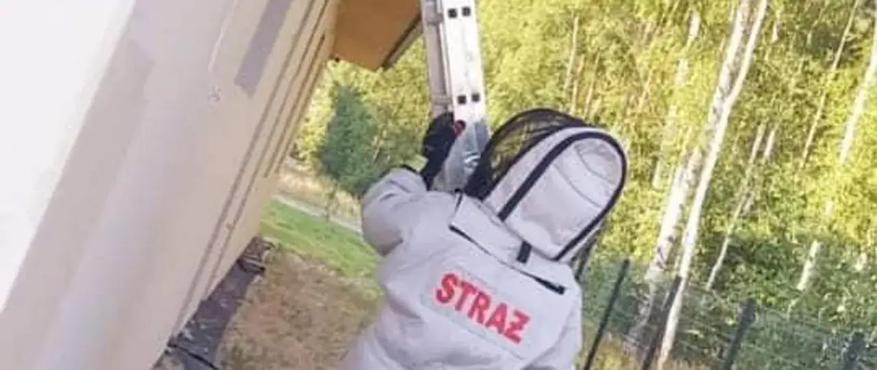 Straż pożarna usuwa gniazda os. Strażak w kombinezonie ochronnym wspina się po drabinie do okapu budynku, by pozbyć się uciążliwych owadów.