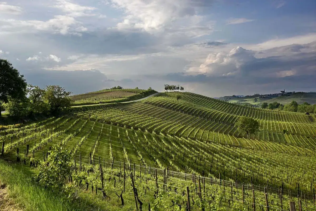 Colline ondulate ricoperte da rigogliosi vigneti, con file ordinate che si estendono a perdita d'occhio. Il paesaggio evoca la serenità delle **ruche di castagnole** sotto un cielo drammatico.