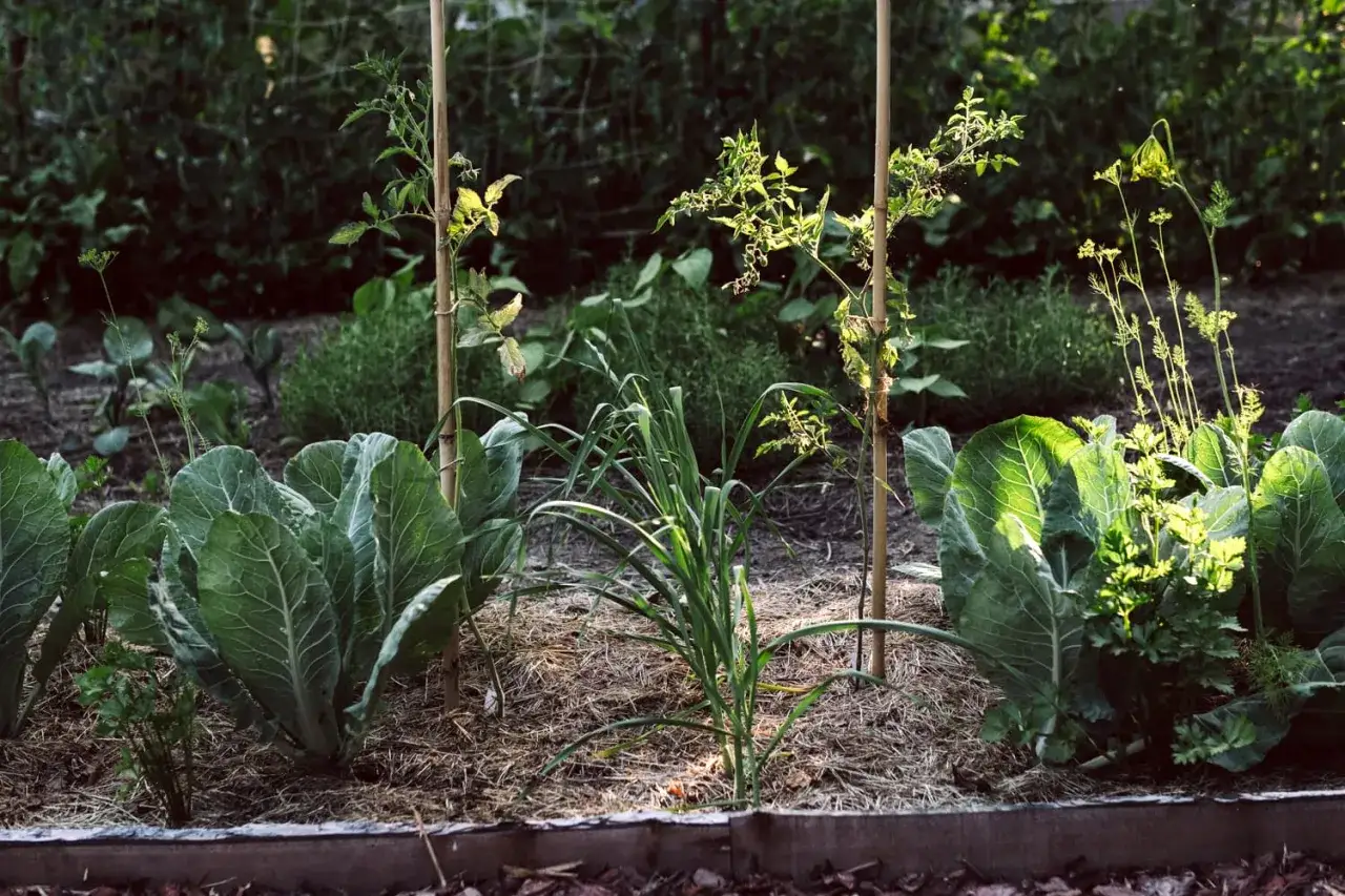 Blumenkohl und andere Gem&uuml;sesorten wachsen nebeneinander im Garten. Sie sind gute Nachbarn und gedeihen pr&auml;chtig.