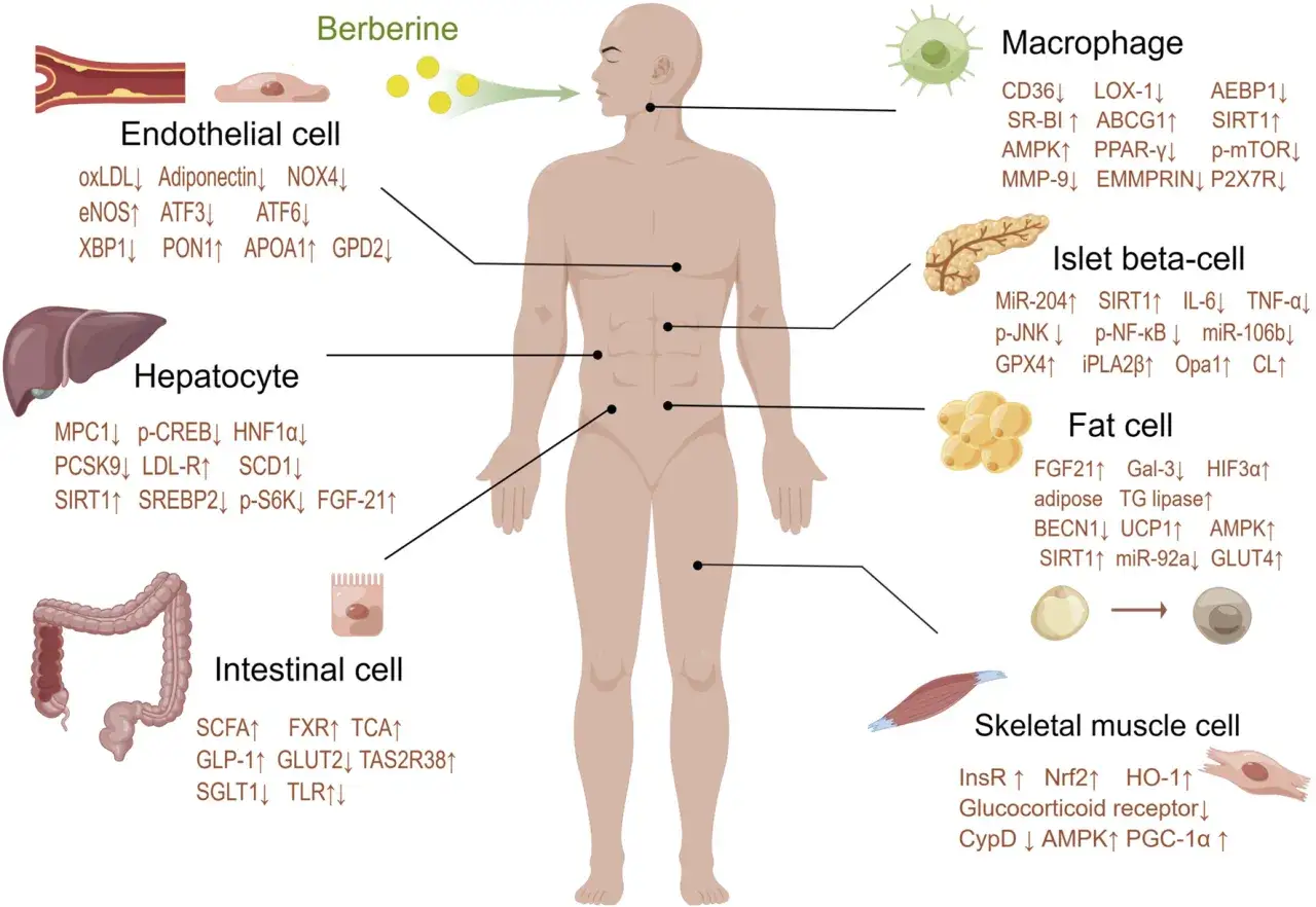 La berberina influenza vari tipi di cellule, inclusi i muscoli scheletrici, migliorando la funzione muscolare.
