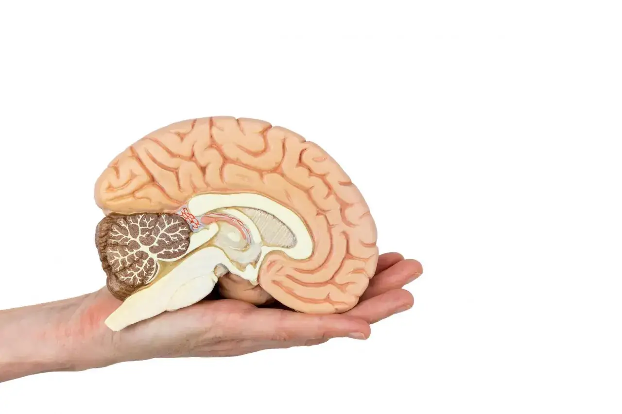 Anatomia pnia mózgu funkcje