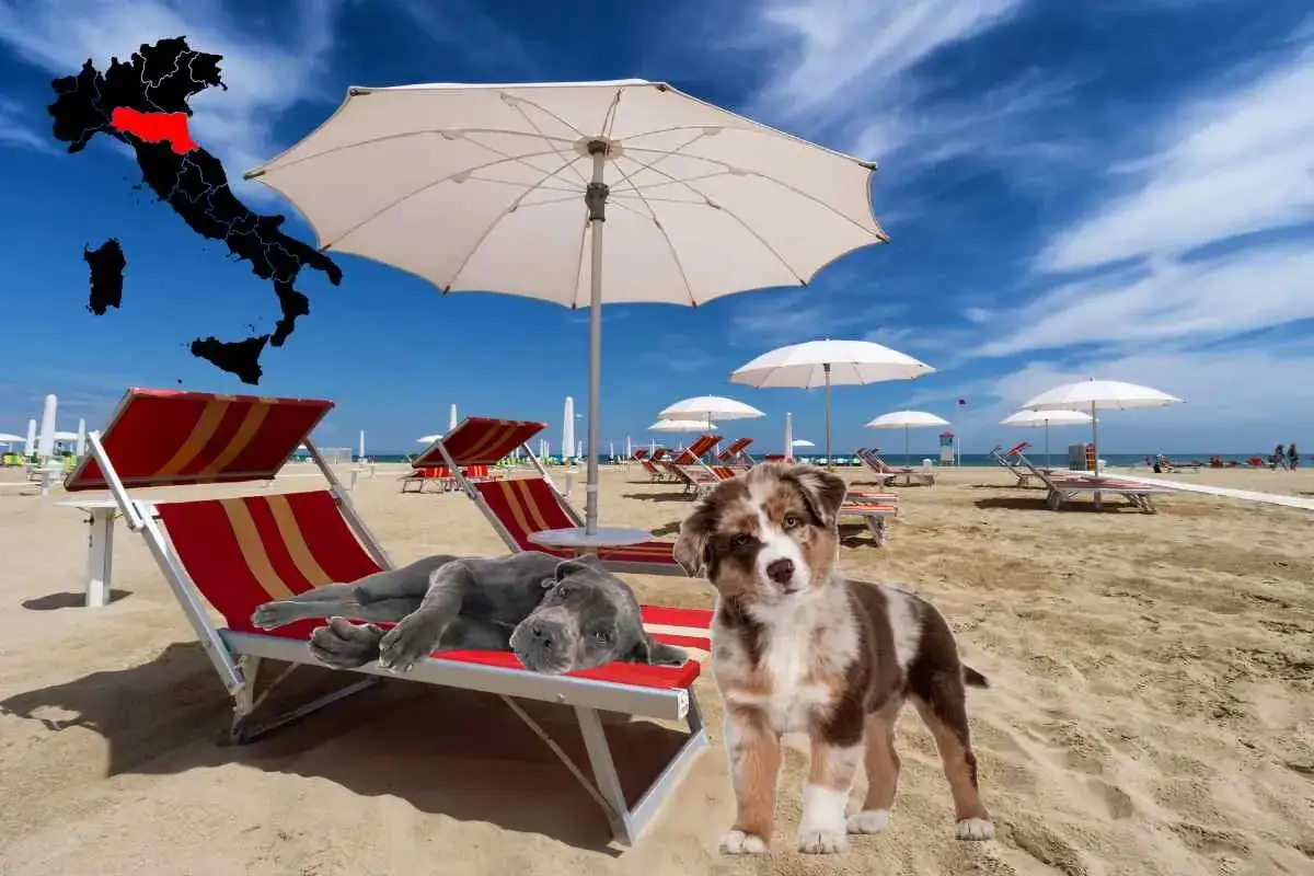 Due cani si rilassano su lettini in spiaggia, con una mappa dell'Italia che evidenzia l'Emilia-Romagna, suggerendo spiagge per cani in zona.