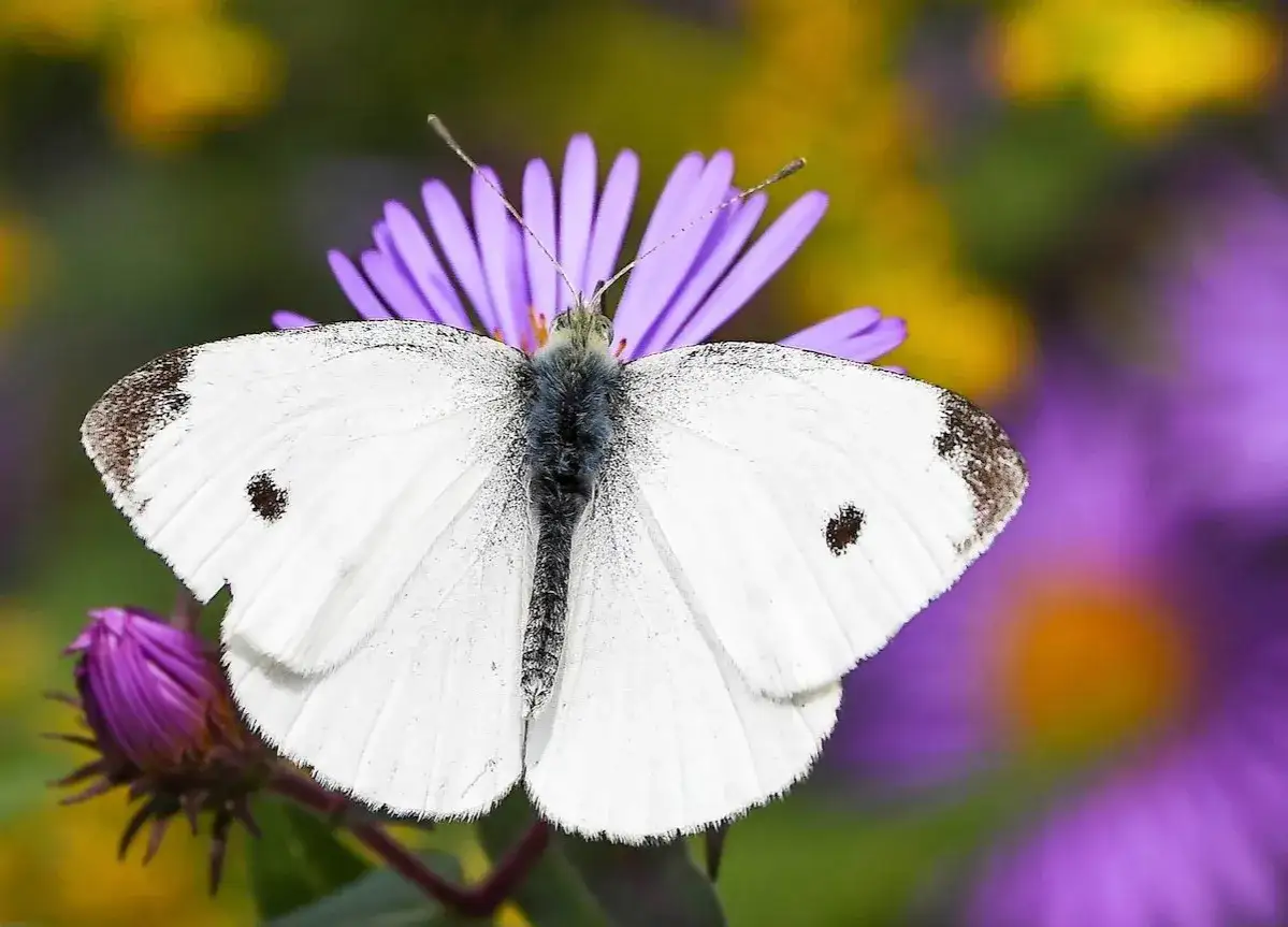 Un papillon du chou, aux ailes blanches orn&eacute;es de taches noires, butine une fleur violette.