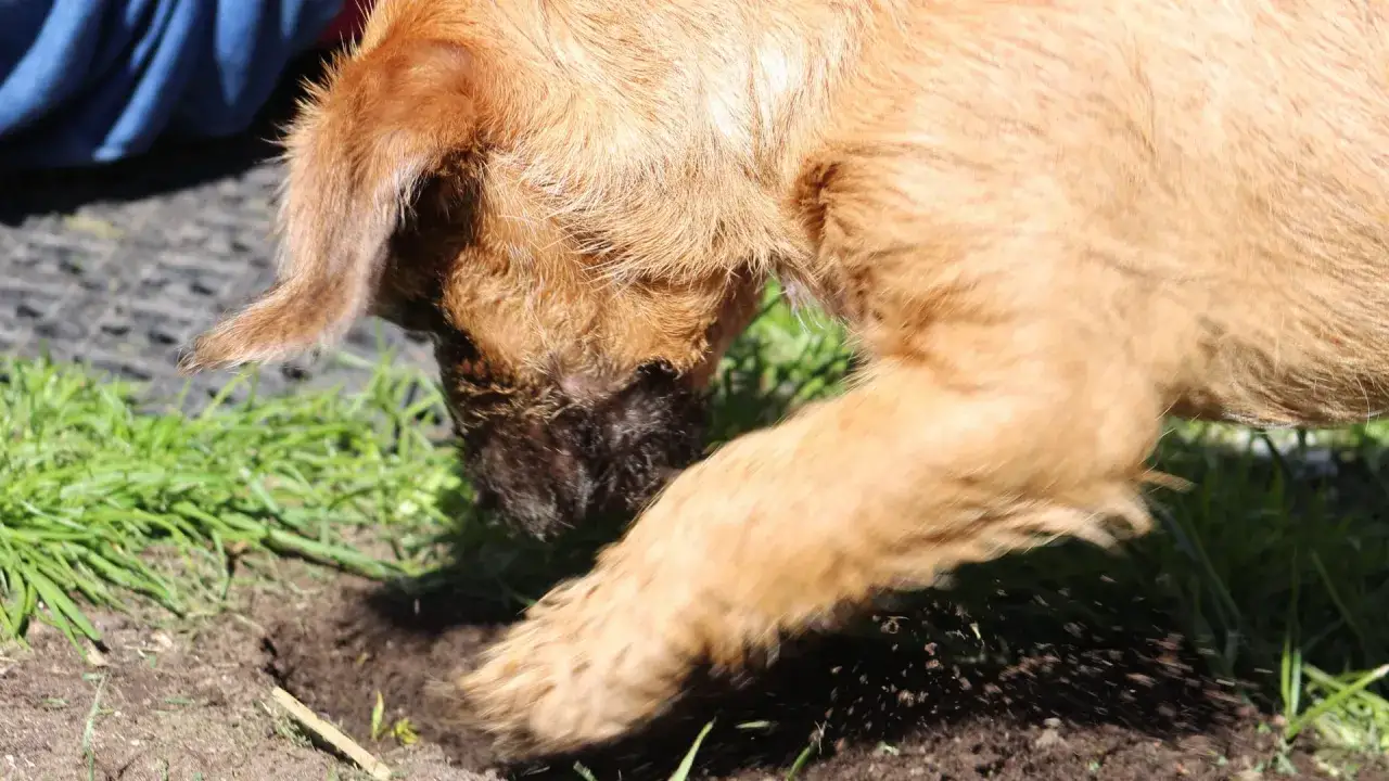 Ein brauner Hund gräbt im Garten und frisst Erde.