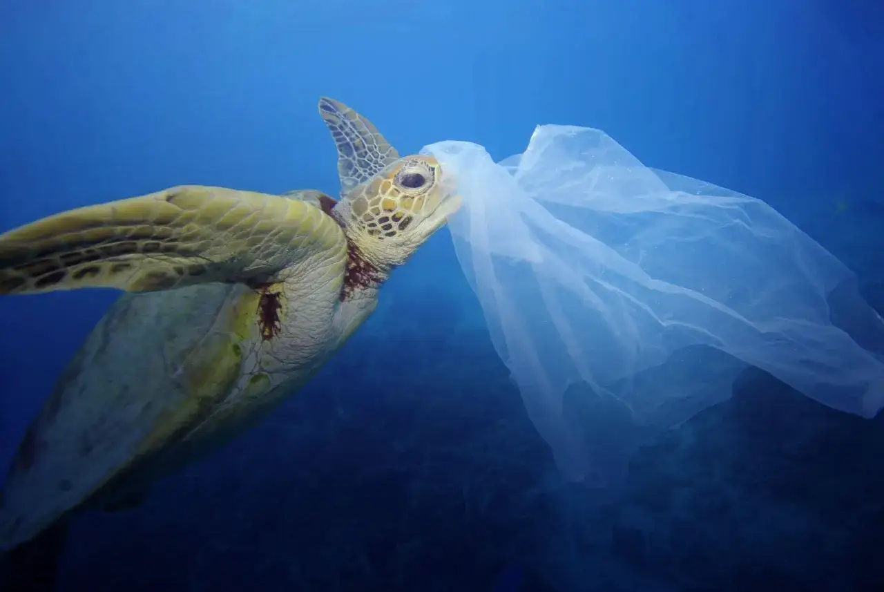Żółw morski zaplątany w plastik