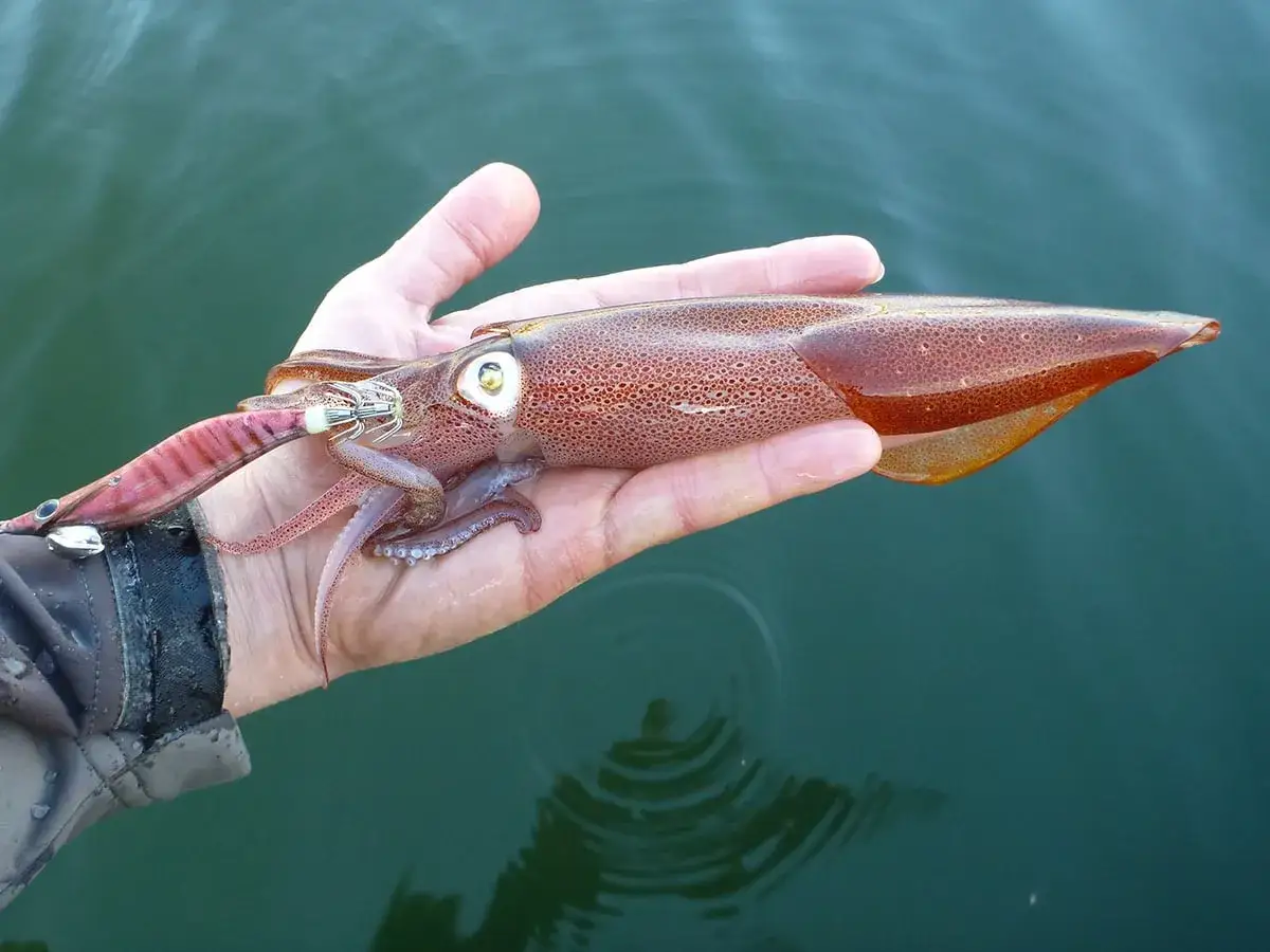 Erfolgreiches Tintenfisch angeln: Ein frisch gefangener Tintenfisch liegt in der Hand, mit einem K&ouml;der im Maul.