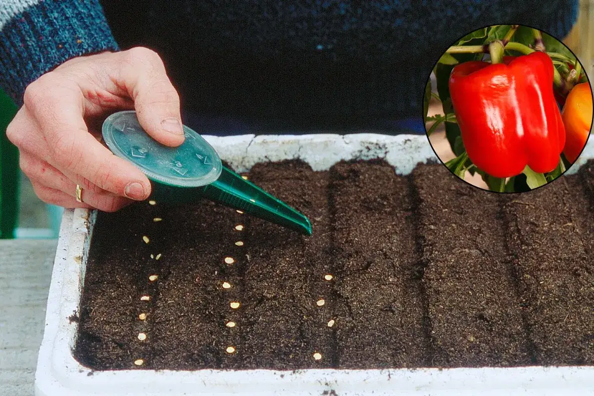 Arrosage des graines de poivron pour optimiser le temps de germination. Un beau poivron rouge en médaillon.