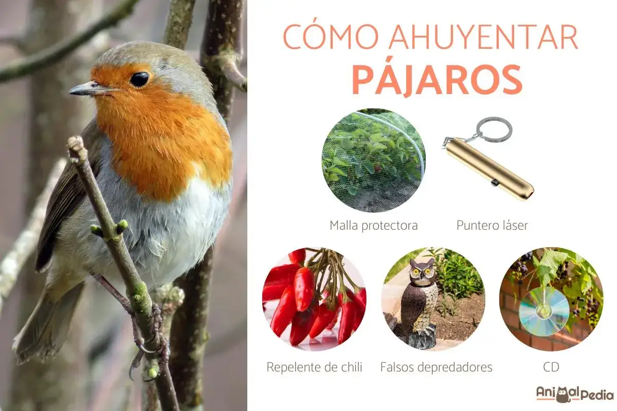 Un petirrojo posa mientras la imagen muestra métodos de ahuyentar pájaros casero: malla, puntero láser, chile, búho falso y CD.