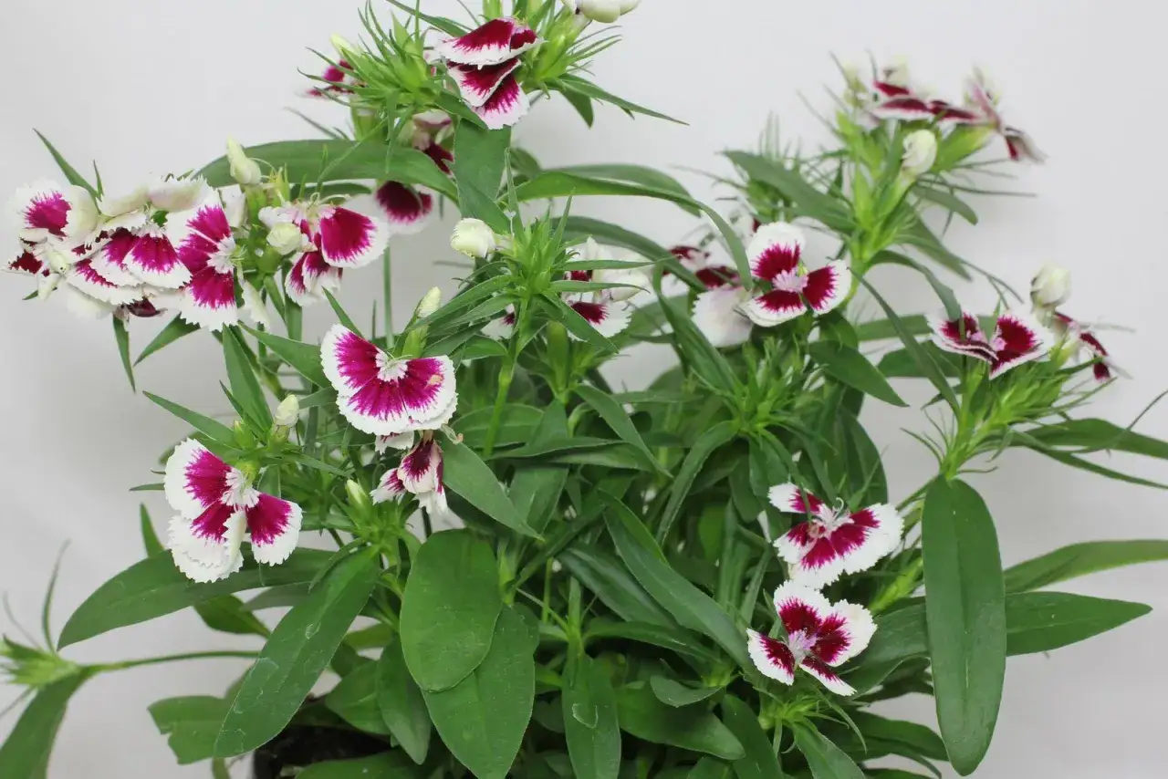Winterharte Bartnelken mit zweifarbigen Bl&uuml;ten in Wei&szlig; und Dunkelrot.