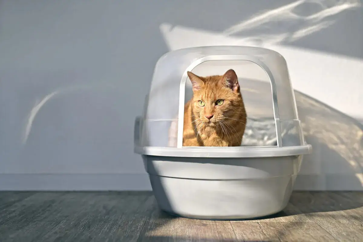 Gato naranja con mirada tensa dentro de su caja de arena, reflejando el **estr&eacute;s en gatos** por la luz y sombras.