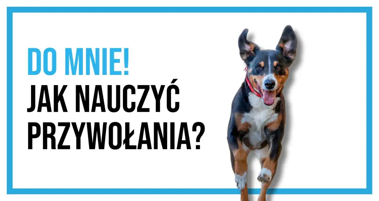 Radosny pies biegnie do Ciebie! Dowiedz się, dlaczego pies ucieka od właściciela i jak nauczyć go przywołania.