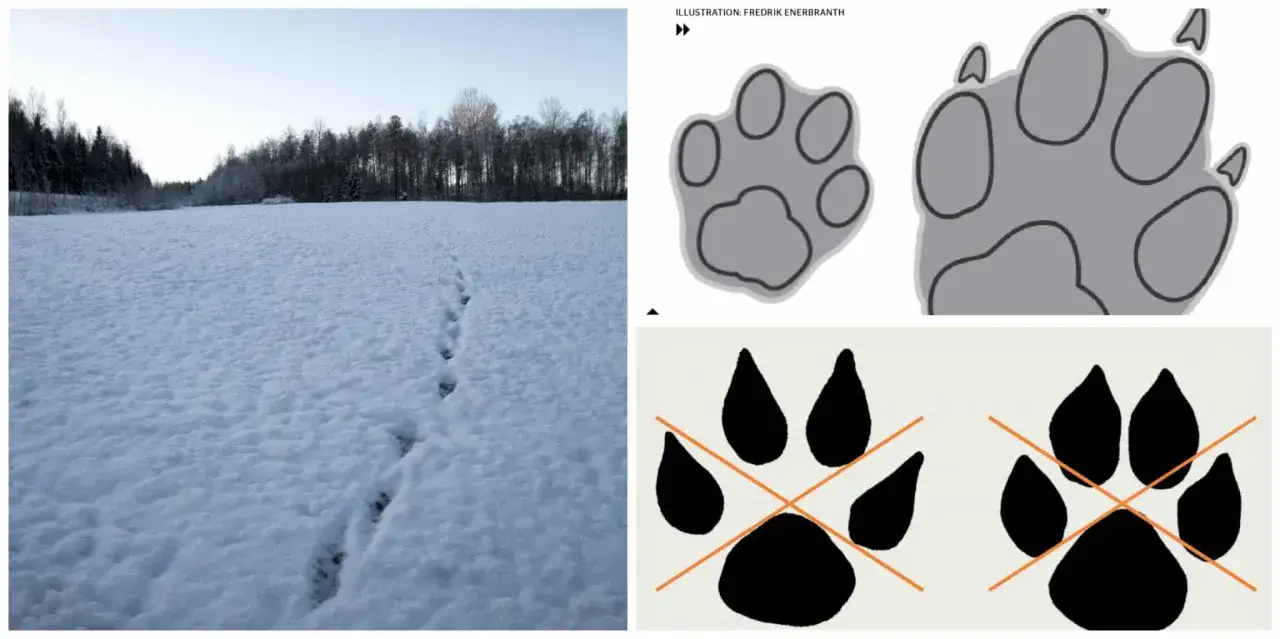 Varg spår i snön leder mot skogen. Illustrationer visar tassavtryck, en större och en mindre, samt två svarta tassar med orange kryss över.