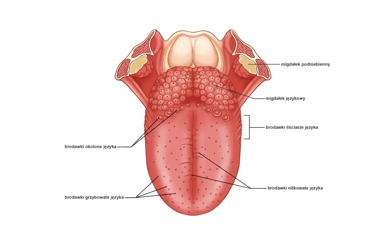Anatomia języka z zaznaczonymi brodawkami, w tym te zawierające kubki smakowe, oraz migdałkami.