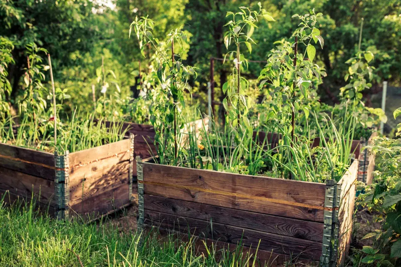 Trädgårdsland med pallkragar fyllda med grönsaker. Solen lyser på växterna, som lök och höga plantor. Frågan om hur mycket jord i en pallkrage är relevant för att få frodiga grödor.