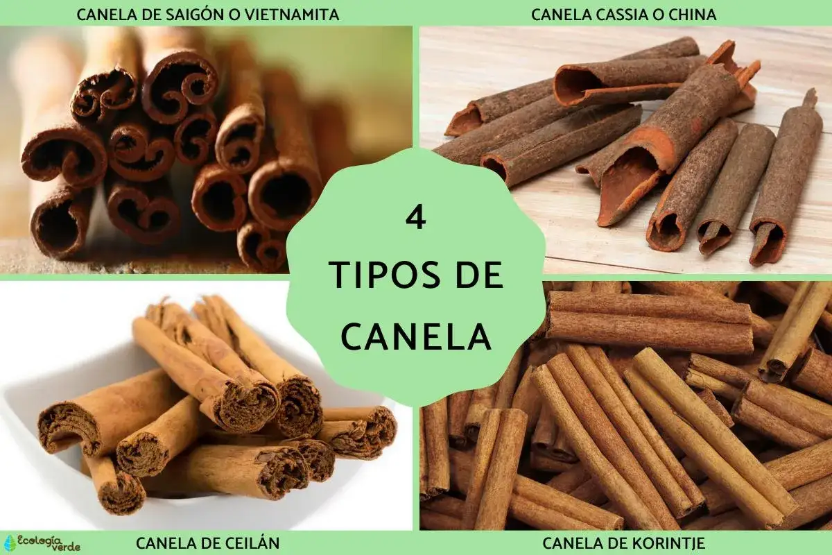 Cuatro tipos de canela: Saig&oacute;n, Cassia, Ceil&aacute;n y Korintje. Descubre los beneficios de la canela en tu cocina.