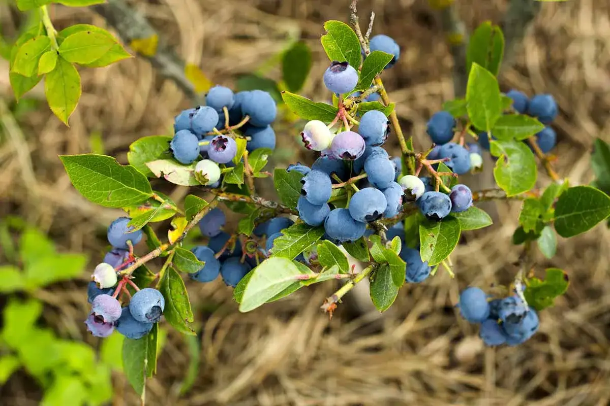 Reife Heidelbeeren an einem Strauch. Einige Beeren zeigen Anzeichen von Krankheiten, wie dunkle Flecken, was bei der Identifizierung von Heidelbeeren Krankheiten Bilder hilft.