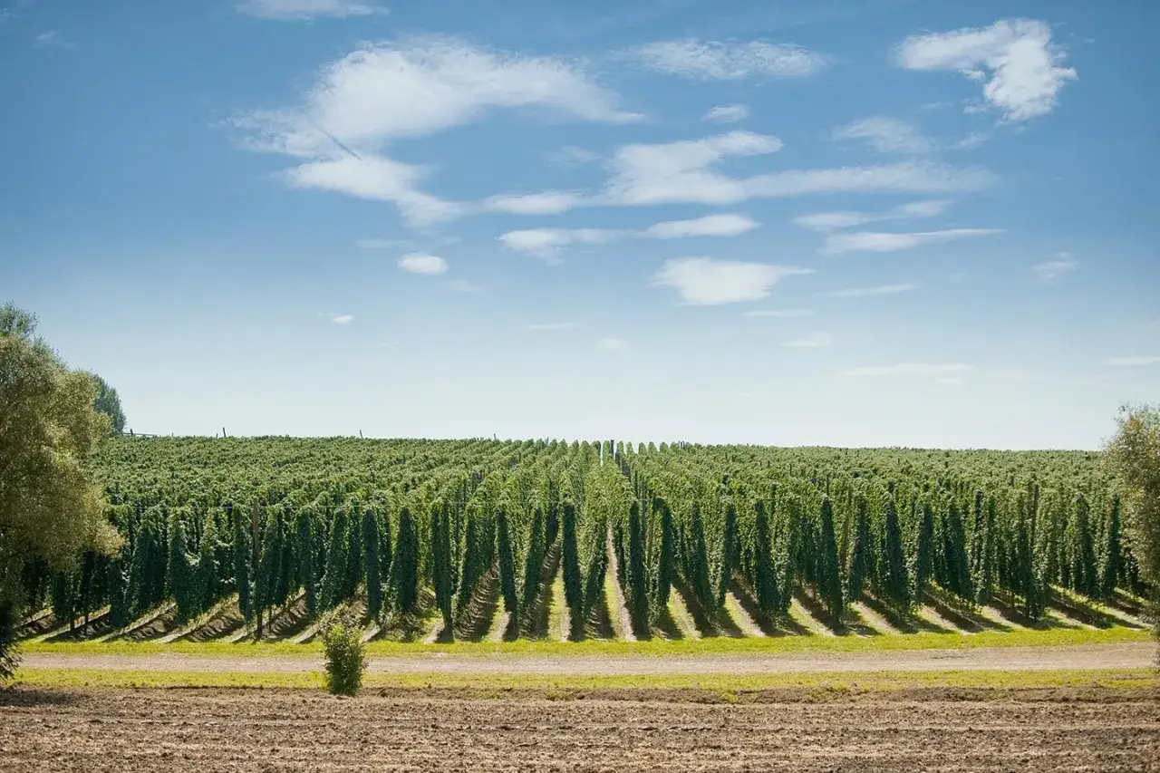Weites Feld mit Reihen von Hopfenpflanzen, die sich bis zum Horizont erstrecken. Ein Hopfenhaus ist hier nicht zu sehen, aber die Pflanzen sind bereit für die Ernte.