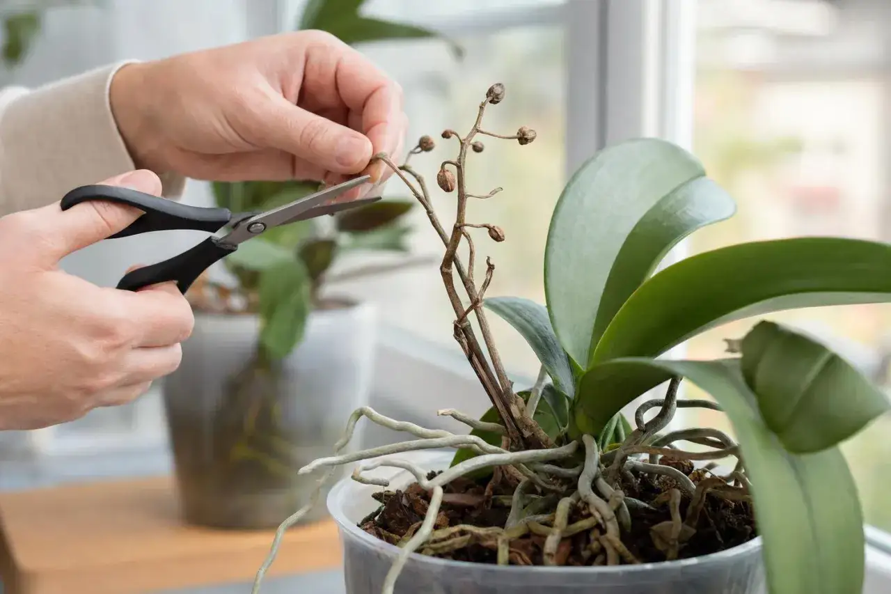Couper les tiges s&egrave;ches est une &eacute;tape cl&eacute; pour savoir comment faire refleurir une orchid&eacute;e.