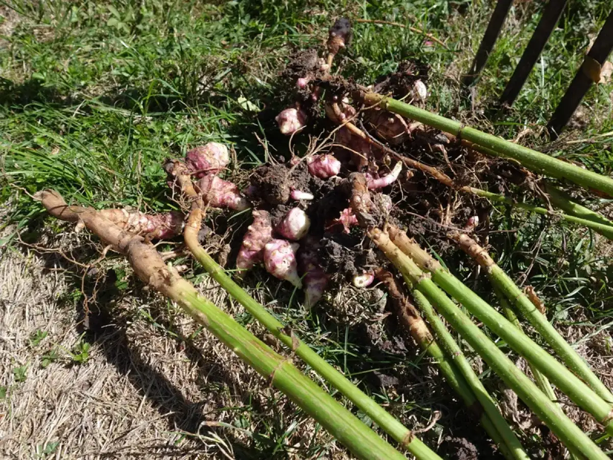 Récolte de topinambours fraîchement déterrés, montrant les tubercules roses et les tiges vertes sur l'herbe. La culture de topinambour est une réussite.