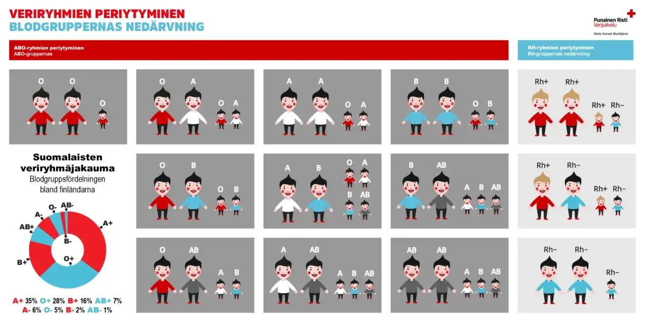 Illustrationer visar hur blodgrupper, inklusive rh blodgrupp, ärvs. En cirkeldiagram visar blodgruppsfördelningen bland finländare.