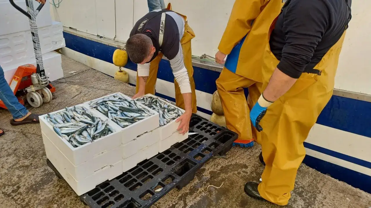 Pescadores descargan cajas llenas de pescado fresco, resultado de una exitosa jornada de enmalle pesca.
