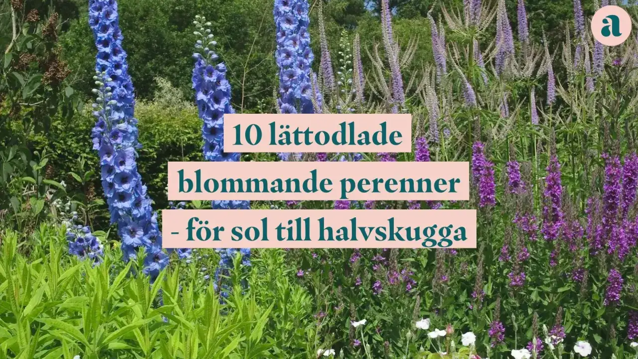 Bl&aring; och lila blommor i en rabatt, med texten 