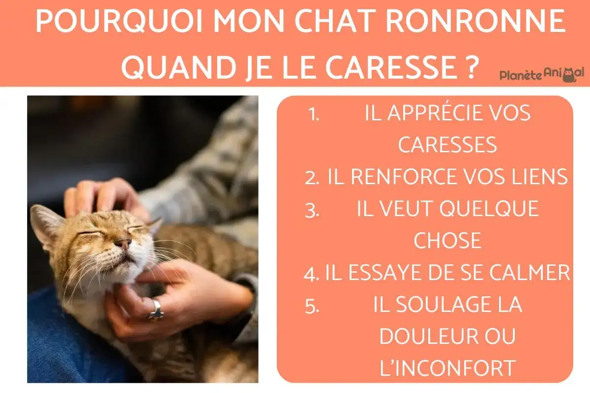 Un chat tigré, les yeux fermés, apprécie les caresses. L'image explique pourquoi mon chat ronronne : il aime, renforce les liens, veut quelque chose, se calme ou soulage une douleur.