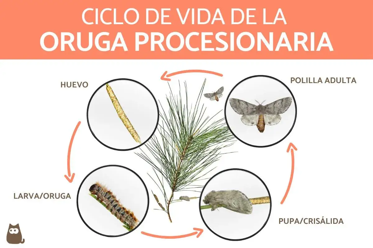 Ciclo de vida de la oruga procesionaria: huevo, larva, pupa y polilla adulta. Conoce qué es la procesionaria y su desarrollo.