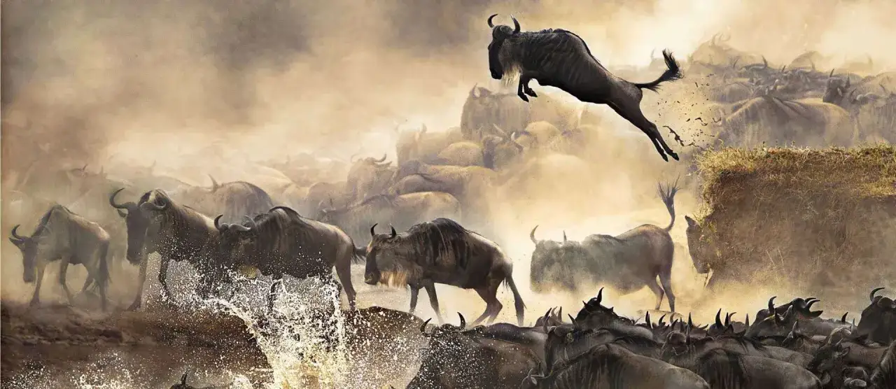 Gnu skaczące przez rzekę podczas Wielkiej Migracji w Masai Mara, Kenia. Kurz i rozpryskująca się woda tworzą dramatyczną scenę.