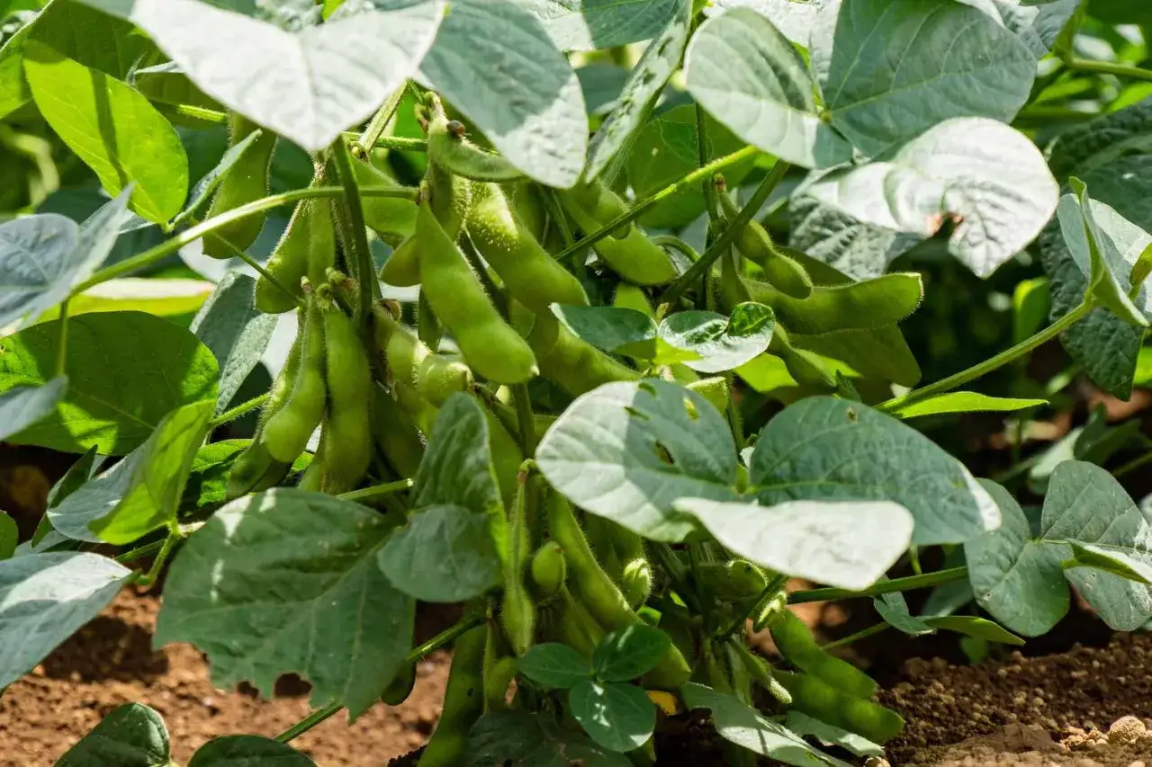 A close-up of a vibrant edamame plant, its fuzzy green pods bursting with promise, nestled amongst lush, broad leaves.
