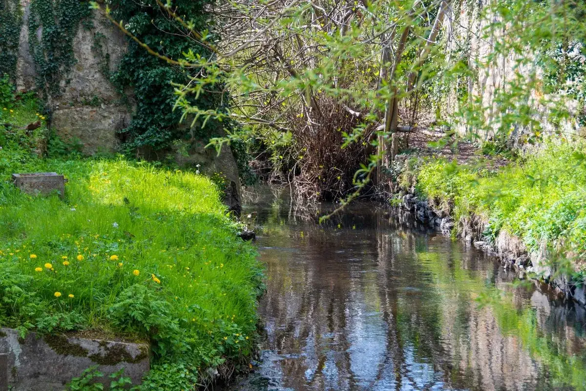 Un ruisseau serpente à travers une végétation luxuriante et des fleurs jaunes dans la vallée de la Bièvre. Le soleil filtre à travers les arbres, créant des reflets sur l'eau.
