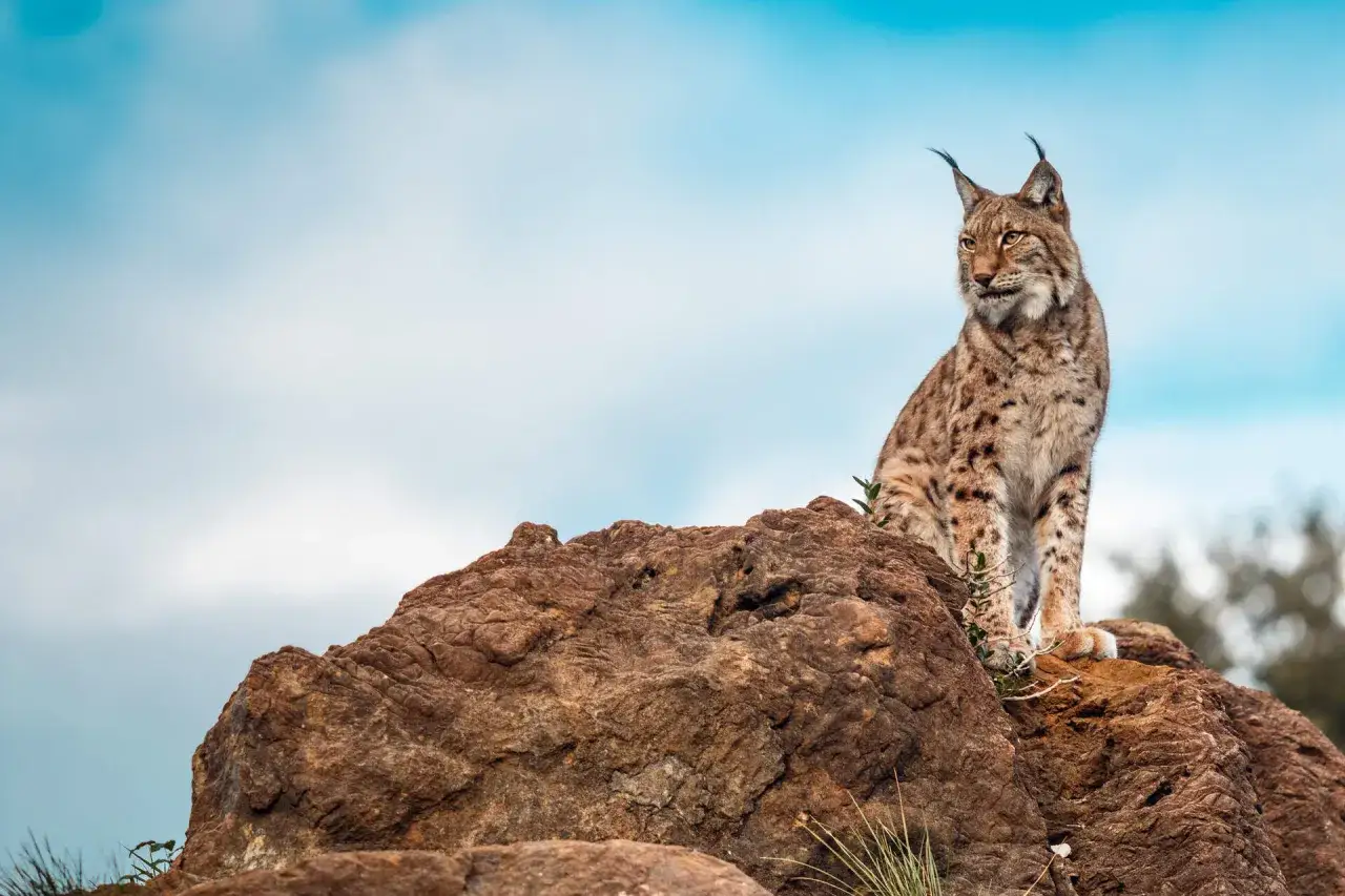 Un lince ib&eacute;rico, un ejemplo de animales que se adaptan al medio, posa en una roca bajo un cielo azul.