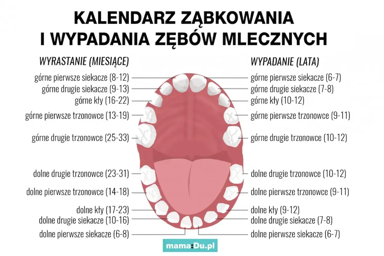 Kalendarz ząbkowania i wypadania zęb&oacute;w mlecznych. Czy sz&oacute;stki to zęby mleczne? Wyjaśnienie, kiedy wyrastają i wypadają zęby.