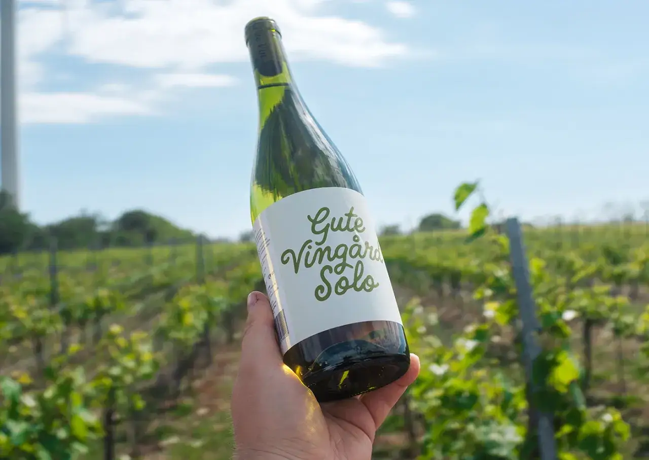 En hand håller en flaska vin från en vingård på Gotland. Solen skiner över vinrankorna.