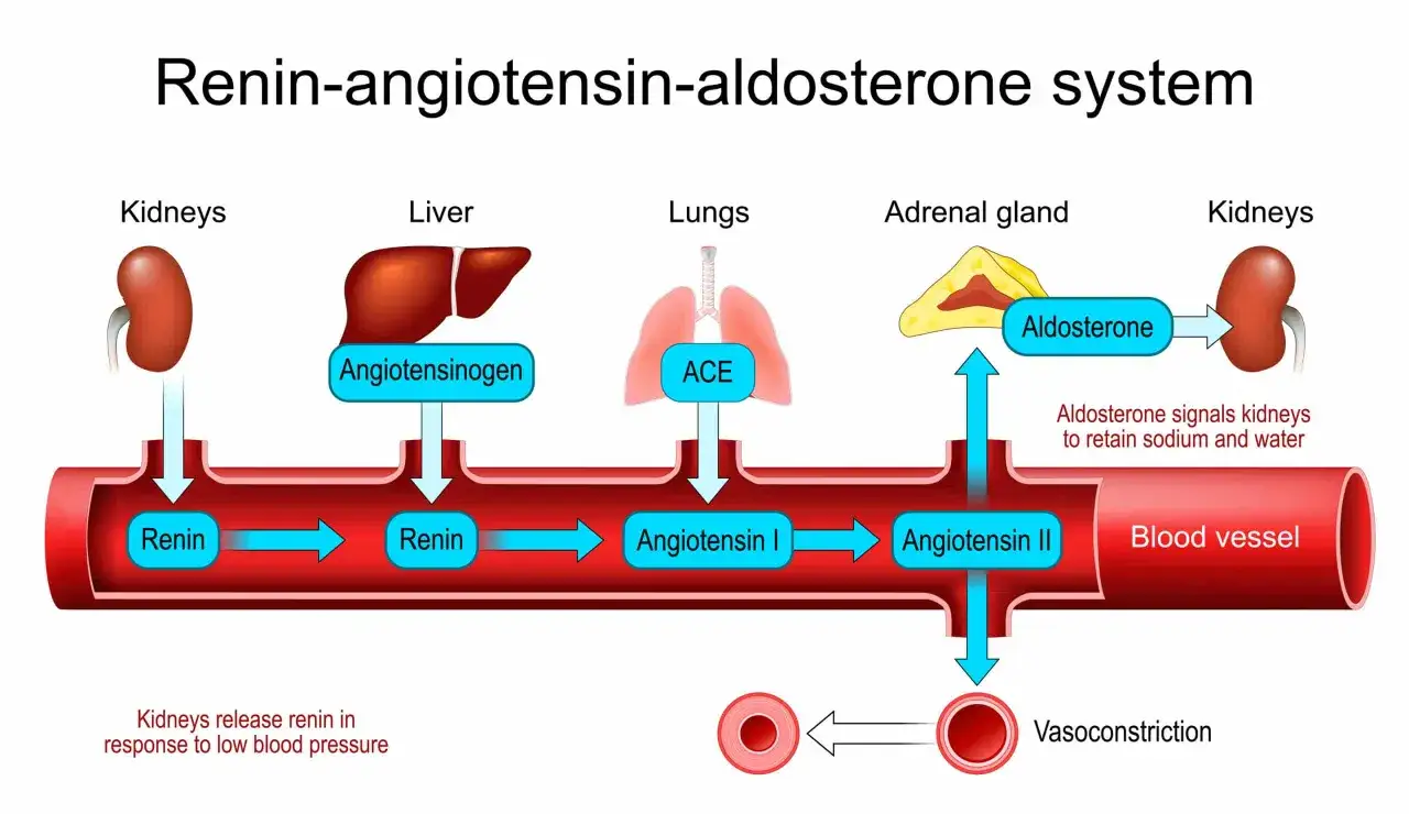Schemat układu renina-angiotensyna-aldosteron. Blokuje go losartan, wpływając na ciśnienie krwi.