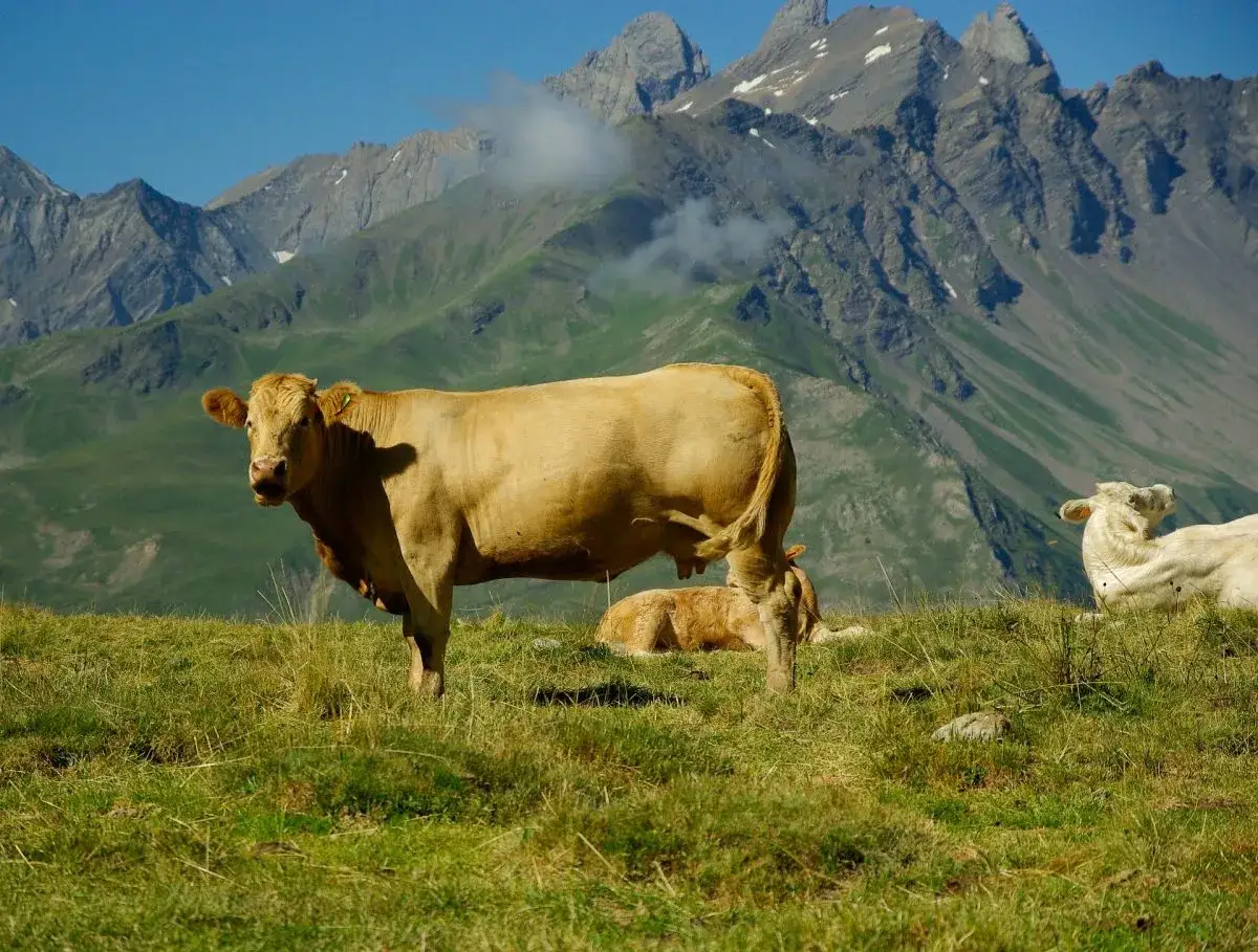 Mucca e vitello pascolano in un prato verde con maestose cime di **alta montagna** sullo sfondo.