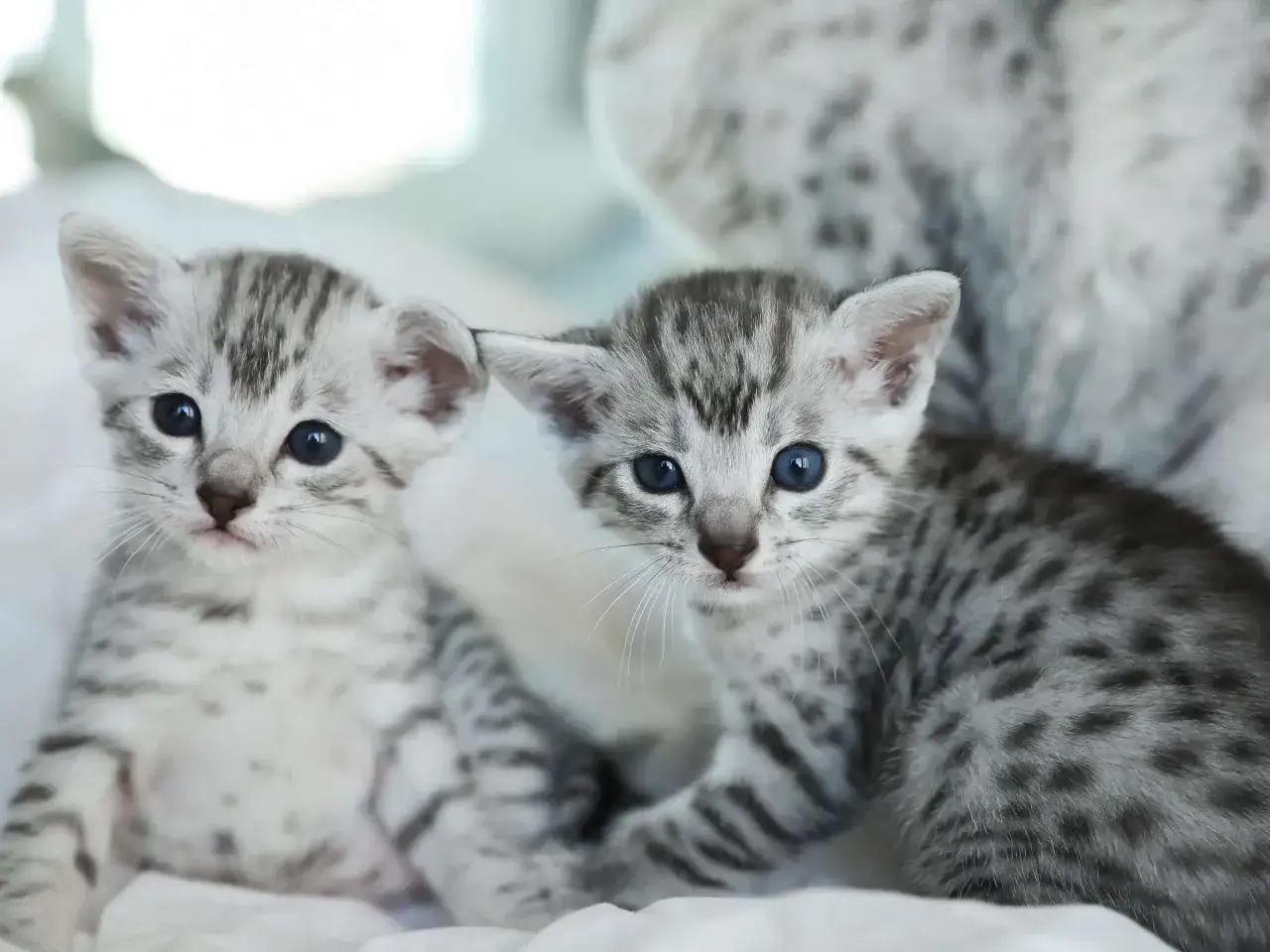 Zwei süße, graue Katzenbabys mit blauen Augen und getigertem Fell kuscheln sich aneinander.