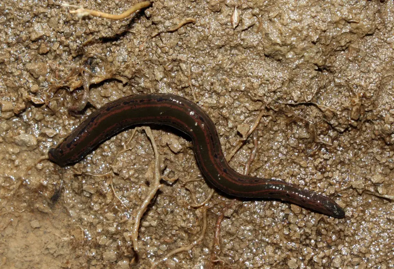 Une sangsue noire, aux rayures rouges, se tortille sur un sol humide et caillouteux, parmi de fines racines.