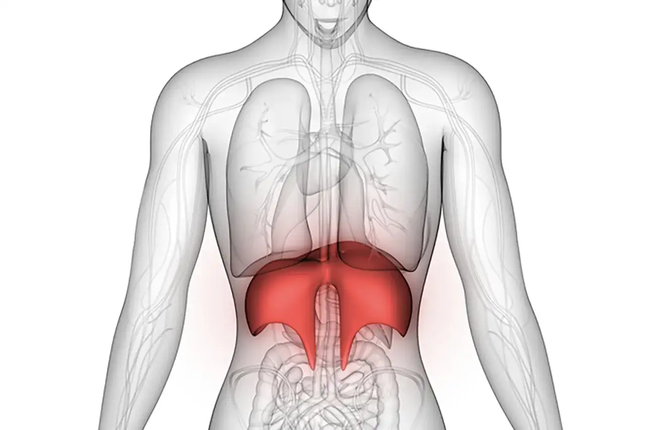 Anatomical illustration showing the diaphragm highlighted in red. Ból przepony może mieć różne przyczyny.