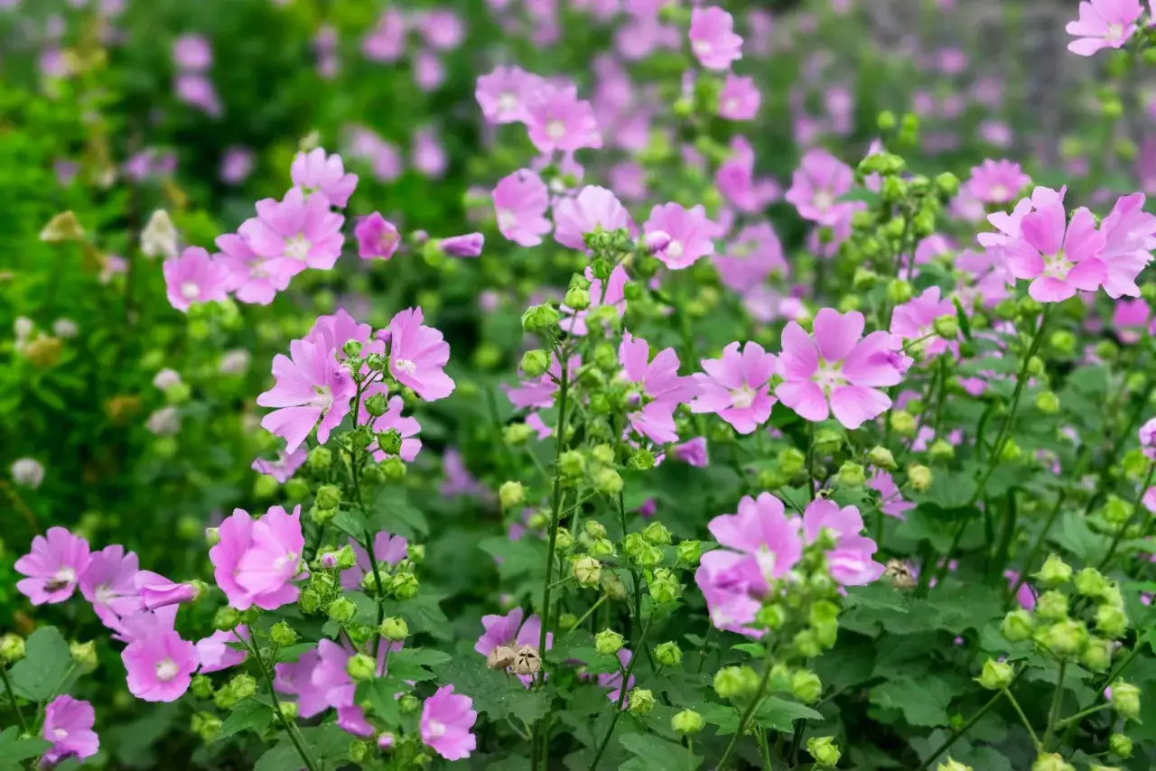 Ein Feld voller zarter, rosafarbener Moschus-Malve-Blüten.