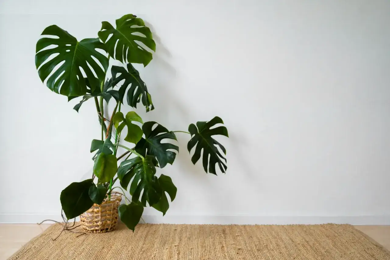 Duża monstera z charakterystycznymi liśćmi i widocznymi korzeniami powietrznymi, w wiklinowym koszu, na tle białej ściany i jutowego dywanu.
