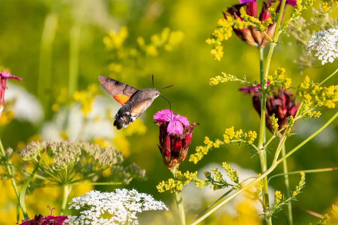 Ein Kolibri-Falter saugt Nektar aus einer Bl&uuml;te, umgeben von gelben und wei&szlig;en Wildblumen.