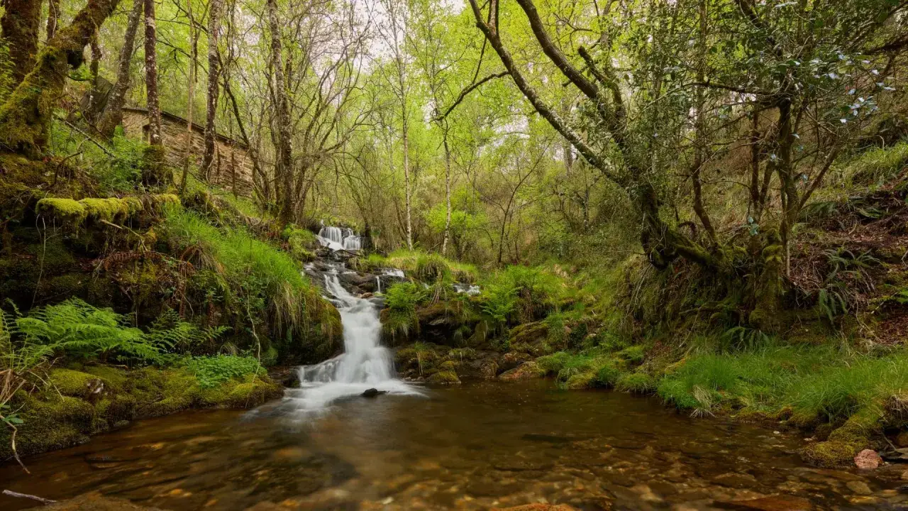Cascada en un bosque frondoso, uno de los muchos ríos de Galicia. Una edificación de piedra se asoma entre la vegetación.