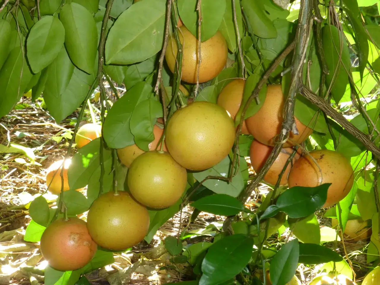grejpfruty rosnące na drzewie w kiściach