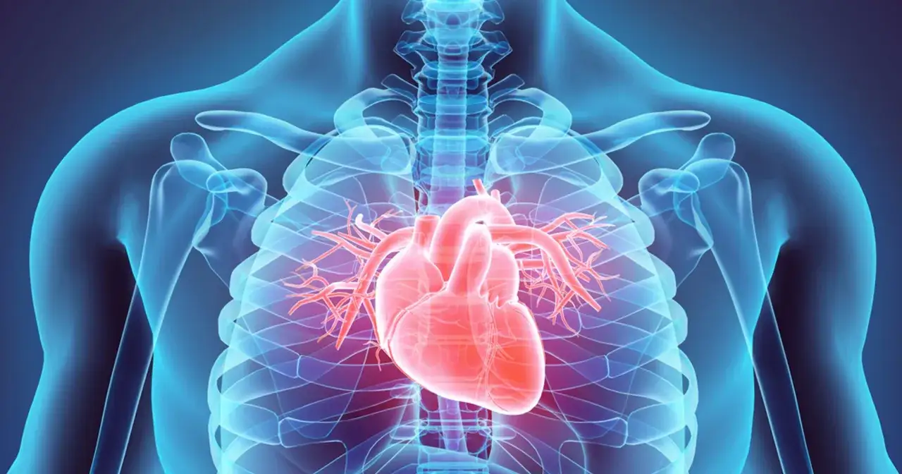Anatomia serca w klatce piersiowej. Czy zapalenie osierdzia jest groźne? Dowiedz się więcej o zdrowiu serca.