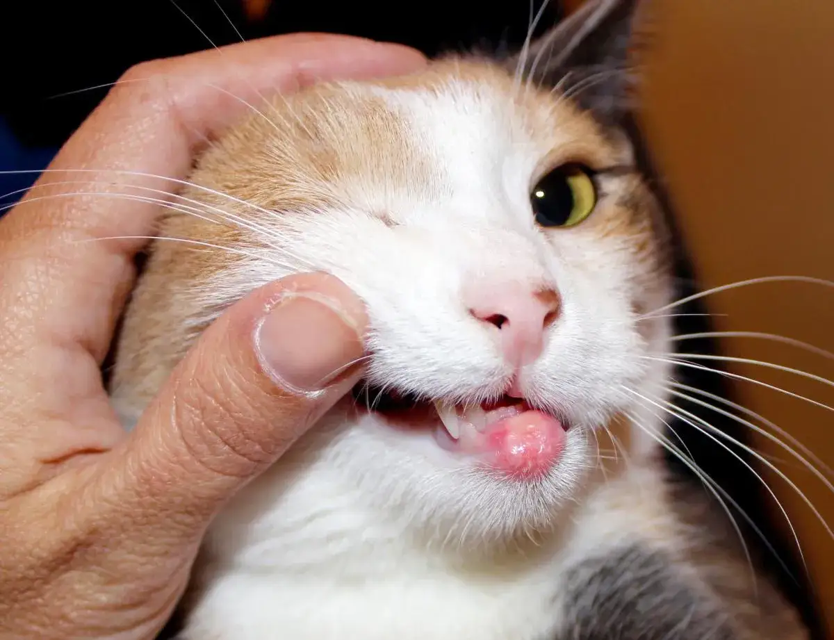 Gato con una herida en la comisura de la boca, mostrando un bulto rosado.
