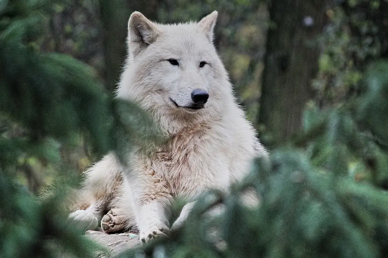 Biały wilk, być może największy wilk w Polsce, siedzi wśród zielonych gałęzi.