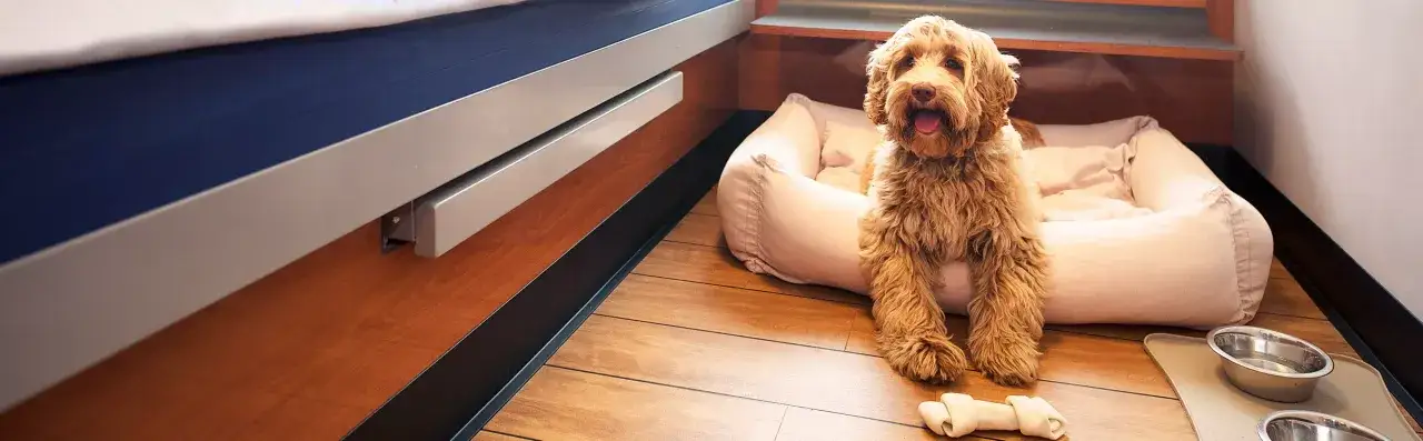 Un adorable chien attend patiemment sur son coussin, pr&ecirc;t pour son voyage avec Corsica Ferries.