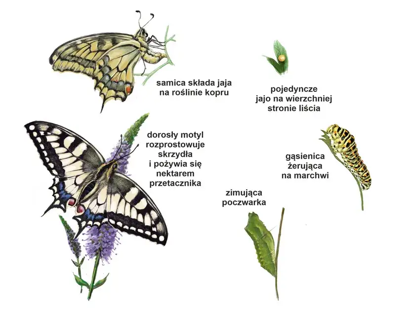 stadia zimowania motyli diagram