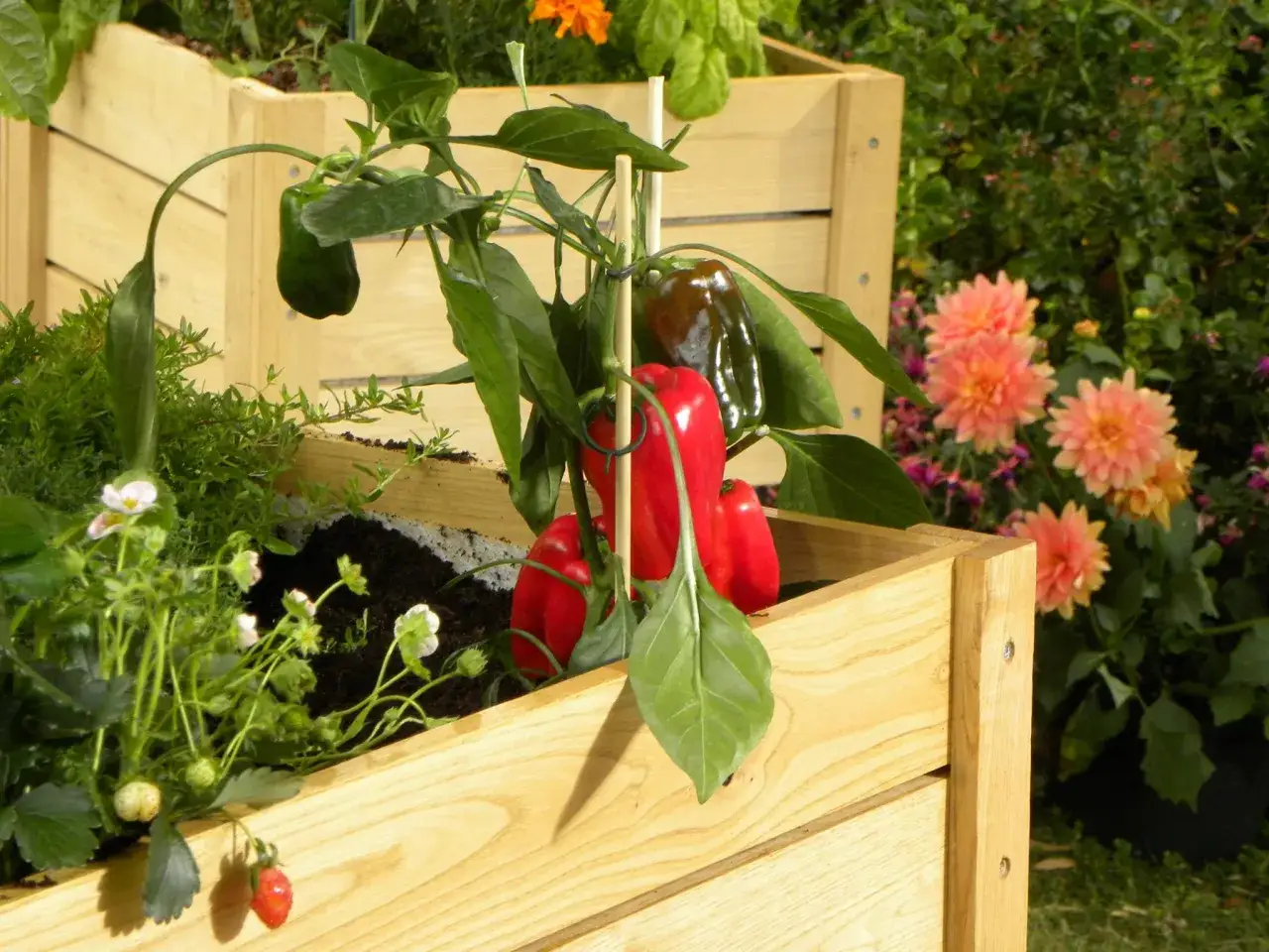 Une poivron plante dans un bac en bois, avec des poivrons rouges et verts mûrs. Des fraises et des fleurs roses sont aussi visibles.